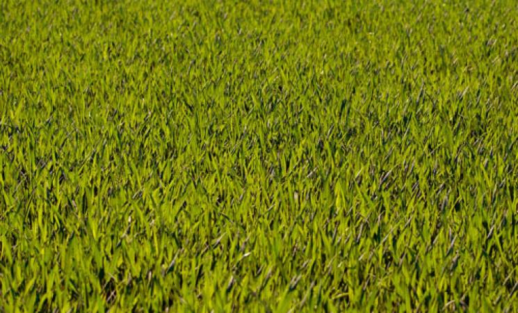 Terrains en exclusivité